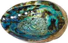 Abalone shell image tiny