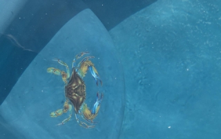 Sparkle Quartz laguna - little crab tile detail