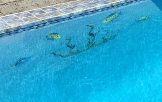 Finish Sparkle Quartz spa and pool from ground levelFinish Sparkle Quartz pool side with fish tile design